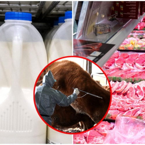 Autoritățile din Galați iau măsuri împotriva febrei aftoase