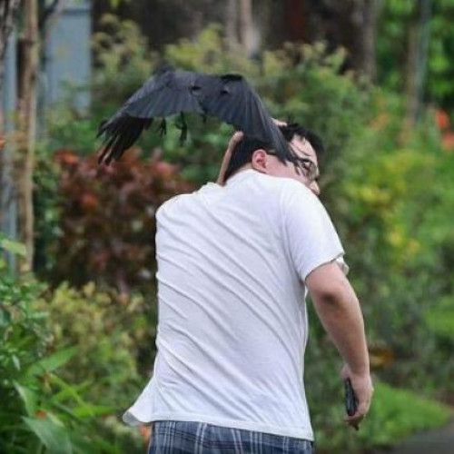 Un clujean atacat de un corb în cartierul Grigorescu