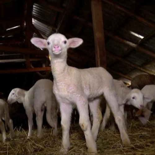 Florestenii pot cumpăra carne de miel autorizată din Piața Flora