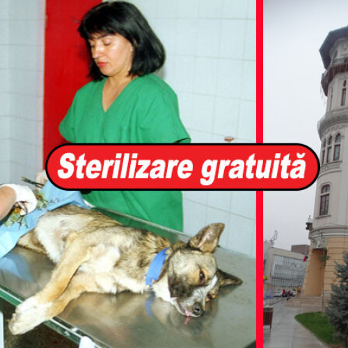 Primăria Buzău va steriliza gratuit 10.000 de câini în 2025