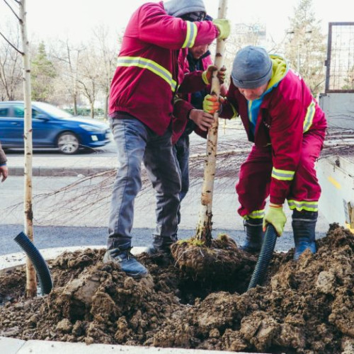 Arbori plantați în Sectorul 5 al Bucureștiului
