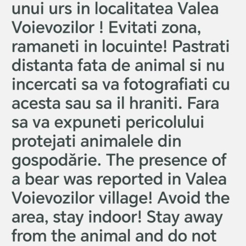 Prezența unui urs în Valea Voievozilor, comună Răzvad