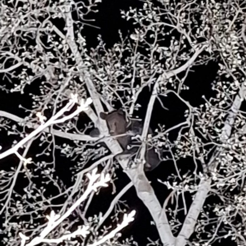 Urs adus în atenția autorităților în comuna Vidra, județul Vrancea