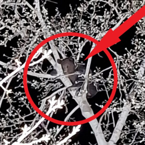 Urs văzut în comuna Vidra: intervenție rapidă a autorităților