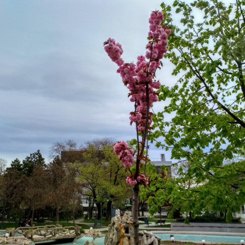 Cireșii japonezi încântă locuitorii din Galați