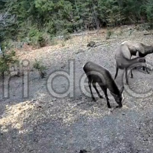 Primăvara aduce bucurie în pădurile din Cluj