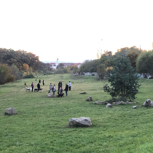 Crește riscul de înțepături de căpușe în Sibiu, autoritățile trag semnalul de alarmă