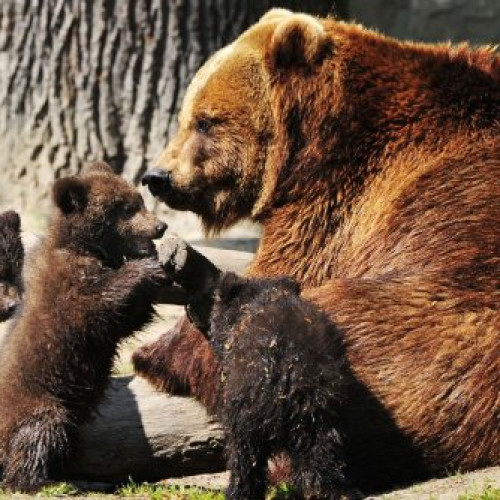 Ursii, o problema in zonele din Gorj
