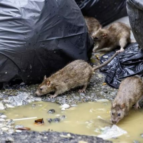 Locuitorii din strada Oasului din Cluj-Napoca trag un semnal de alarmă