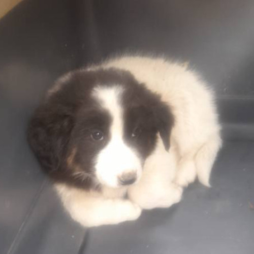 Câine abandonat pe strada Petru Maior din Turda