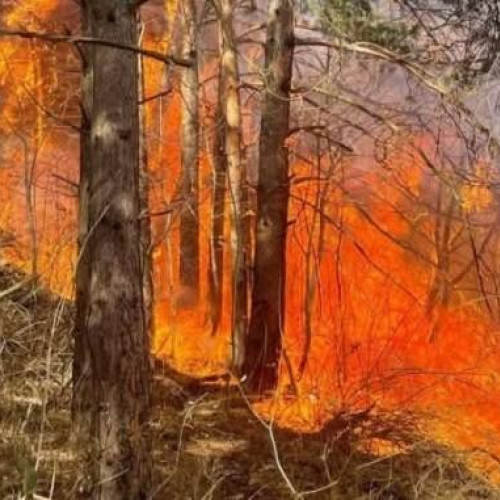 Intervenție masivă pentru stingerea incendiului de vegetație în Argeș