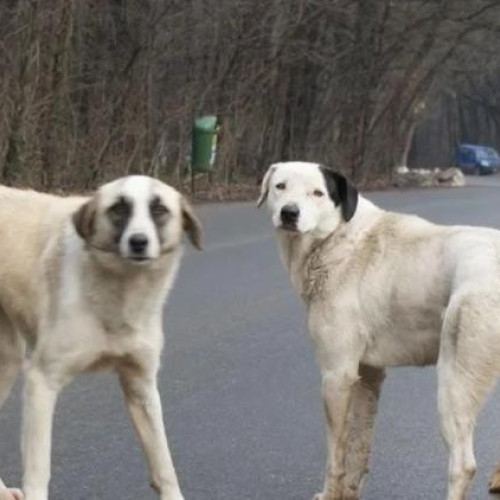 Atac cu câini în Florești: Un bărbat mușcat de șase câini