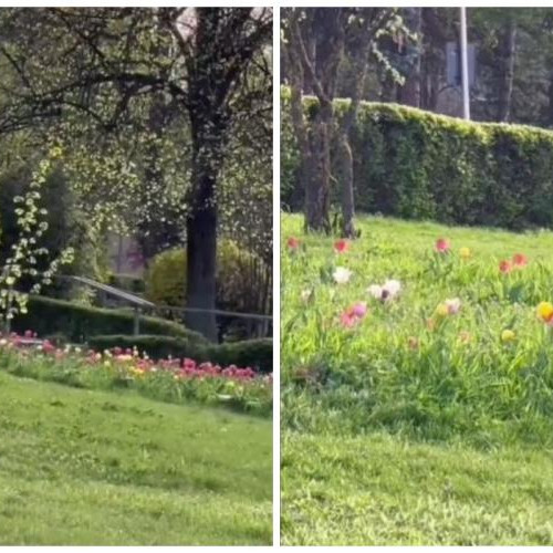 Primăvara aduce un spectacol floral în oraș