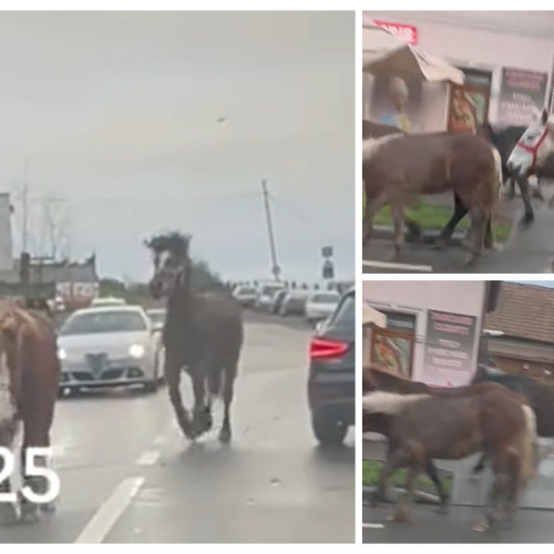 Clujenii au asistat la o scenă neobișnuită: 10 cai plimbându-se pe străzile orașului