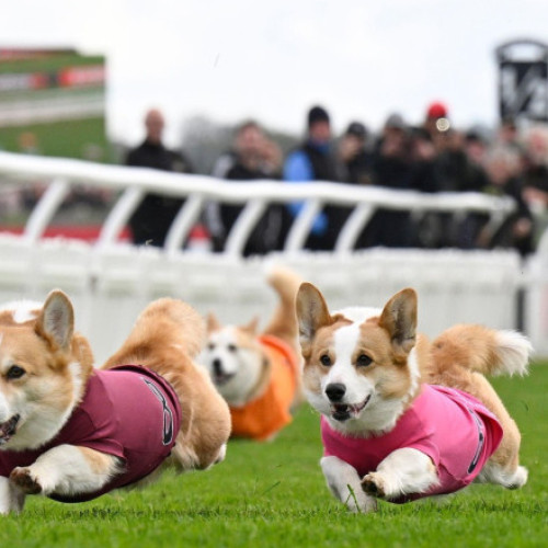 Câinii Corgi s-au întrecut în Derby-ul din Scoția