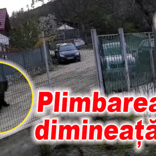 Imagini surprinzătoare cu un urs în plimbare dimineața devreme