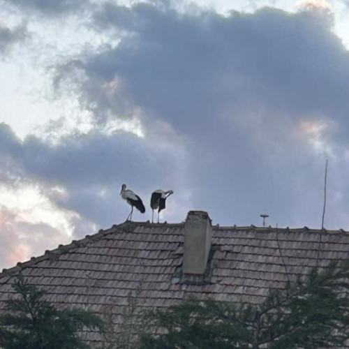 O pereche de berze își aleg acoperișul unui magazin din Feleacu