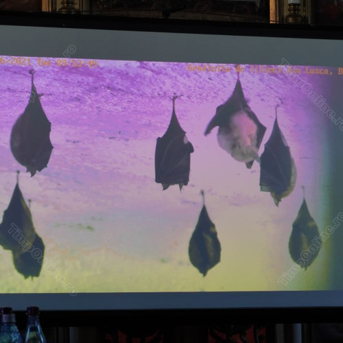 Proiect educațional despre lilieci pentru profesori