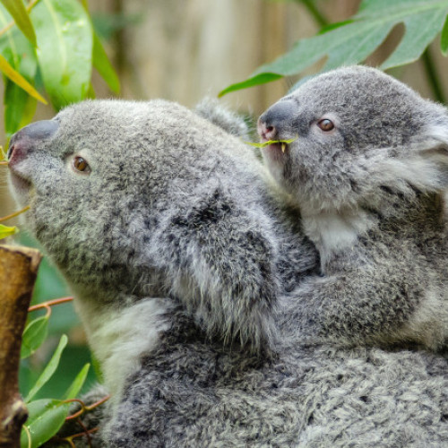 Euthanasie de koala în Australia, în urma incendiilor devastatoare