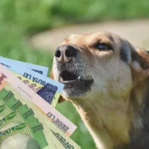 Clujeanca supărată de lătratul câinilor vecinilor