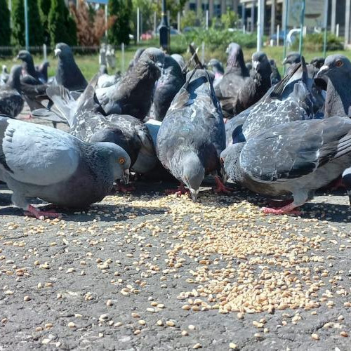 Parcul din Manastur afectat de porumbei, susține un clujean