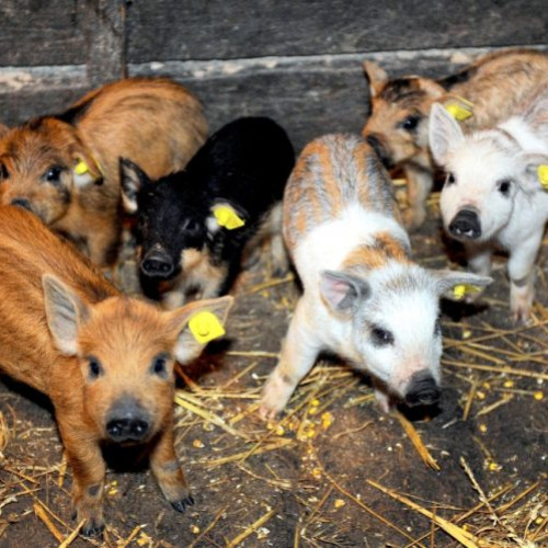 Guvernul aprobă ajutoare pentru crescătorii de porci din rasele Bazna și Mangalita