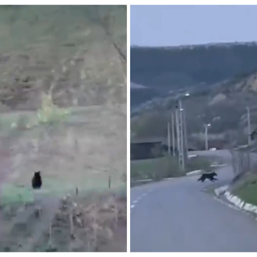 Un urs a fost văzut traversând un drum în comuna Palatca, județul Cluj