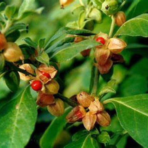 Ashwagandha: planta care ajută la reducerea stresului