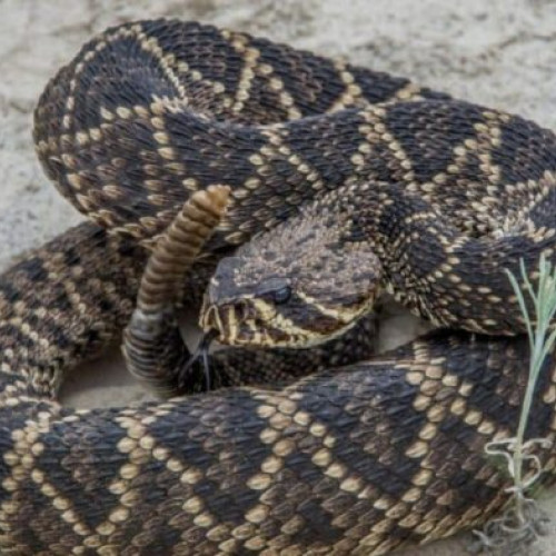 Tourist grav rănit după ce a fost mușcat de o viperă în Bucovina