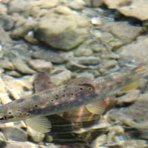 Râurile din Parcul Natural Putna-Vrancea primesc 50.000 de puieți de pește