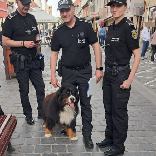 Caine pierdut in Brasov, recuperat de politisti
