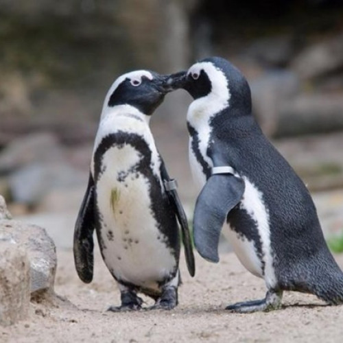Ziua Pinguinului la Grădina Zoologică Brașov