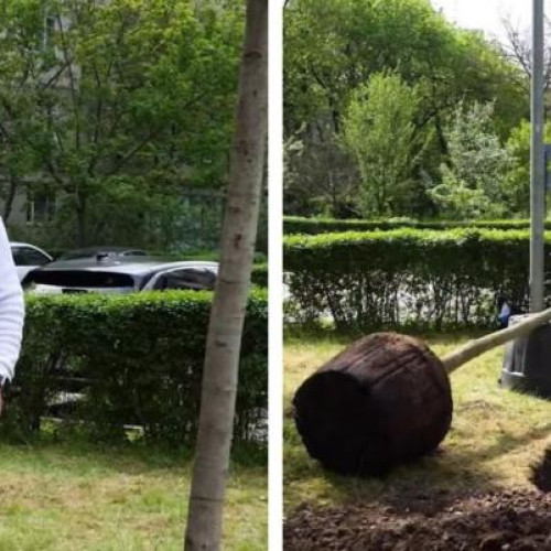 Plantarea de arbori în Cluj-Napoca pentru un mediu mai curat