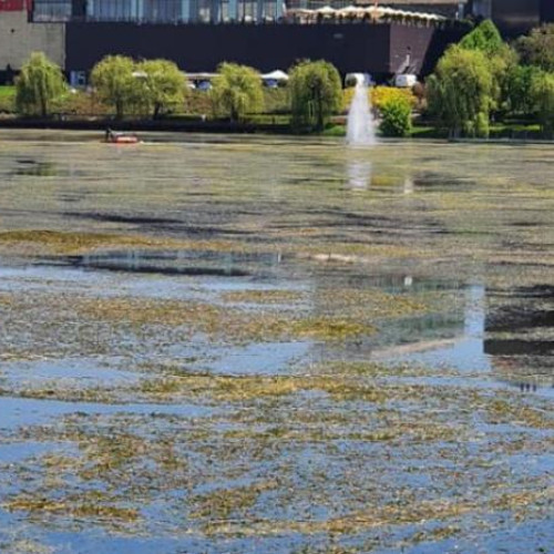 Lacul Gheorgheni de lângă Iulius Mall, plin de alge și fără oxigen