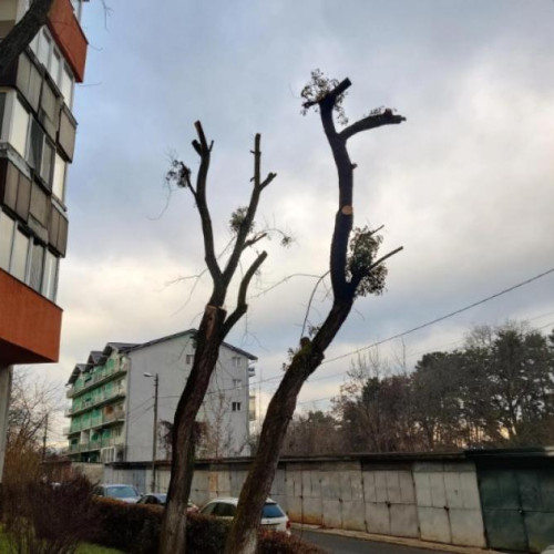 Clujenii protestează împotriva toaletării agresive a arborilor pe strada Campului