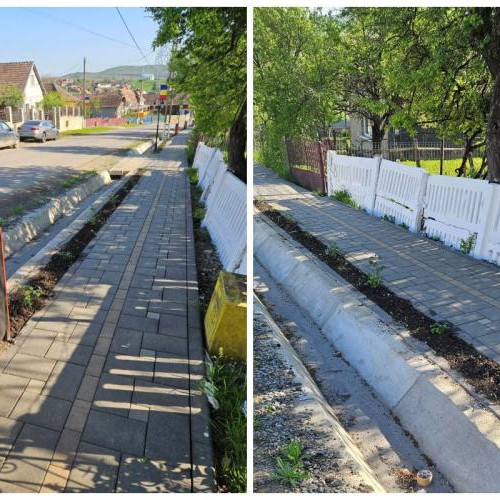 Hoții de trandafiri din Frata, verificați de Poliția Locală