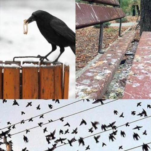 Parcul de pe strada Padis din Manastur afectat de ciorile care fac mizerie