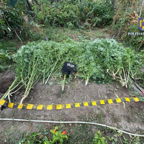 Tribunalul Neamț pronunță sentințe pentru doi frați implicați în trafic de droguri