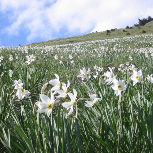 Festivalul Narciselor de la Vad nu se va organiza în acest an
