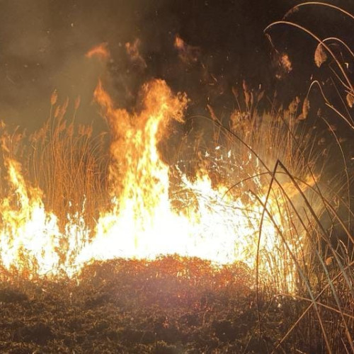 Incendii de vegetație în județul Botoșani