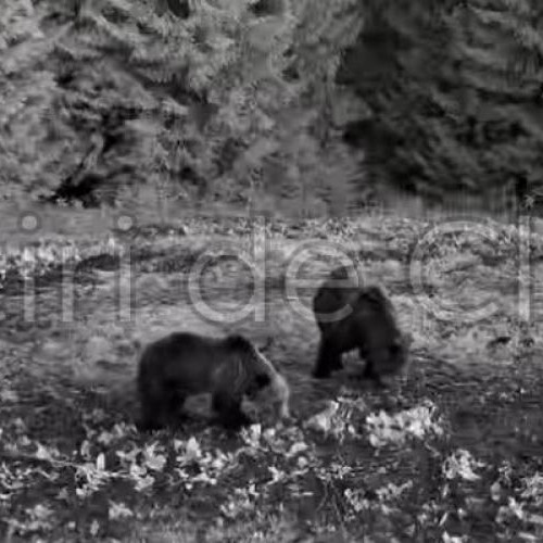 Doi urși au fost filmați în pădurile din Apuseni