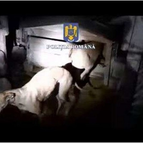 Braconaj descoperit pe fondul de vânătoare nr. 30