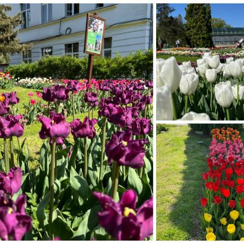 Expoziție de lalele și flori la serele botanică