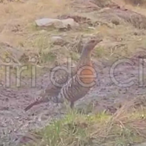 Gaina cocosului de munte surprinsă în Cluj