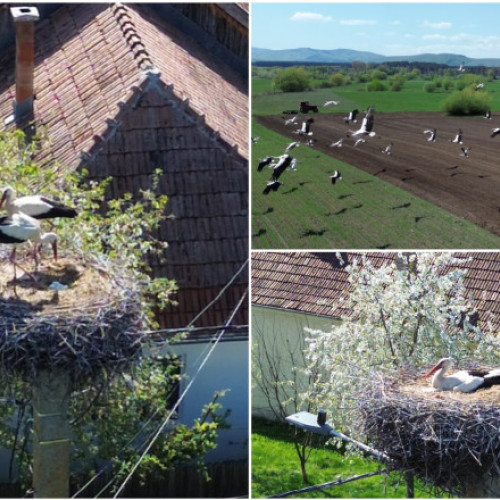 Berzele din comuna Reci, un simbol al primăverii în Covasna