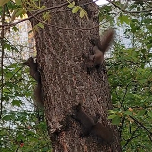 Veverițele fac spectacol în Gheorgheni, Cluj-Napoca