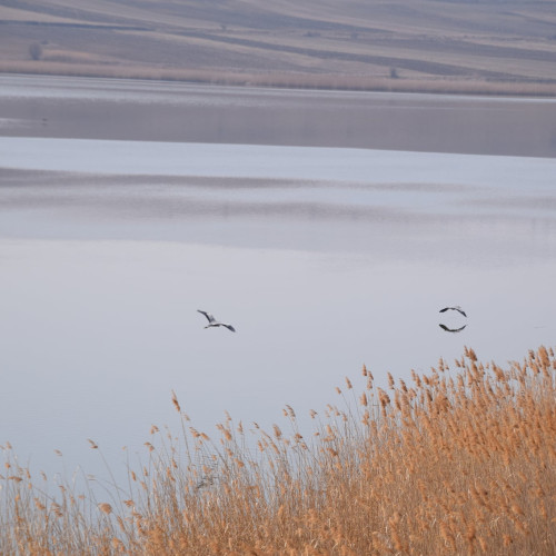 Piscicola Botoșani își extinde afacerile cu sprijin european