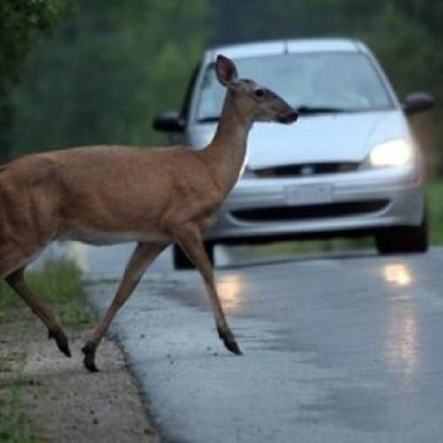 O mașină a lovit o căprioară, un șofer din Botoșani dă în judecată CNAIR și AJVPS