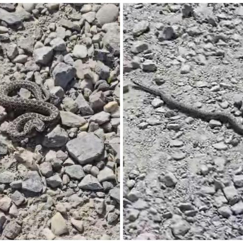 Viperele apar în Campenești, locuitorii sunt avertizați
