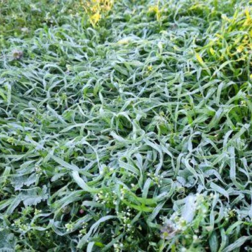 Racire aproape inghet in diminetile de sfarsit de aprilie